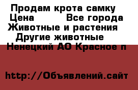 Продам крота самку › Цена ­ 200 - Все города Животные и растения » Другие животные   . Ненецкий АО,Красное п.